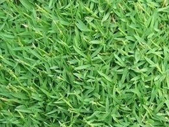 Picture of Rare Lawn Grass Seeds  - 250+ Pcs SeedS