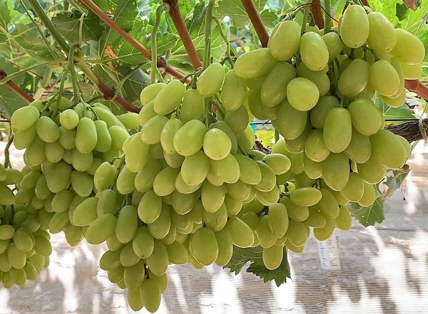 Picture of All Season Grape Seeds- 20 Pcs SeedS