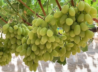 Picture of All Season Grape Seeds- 20 Pcs SeedS