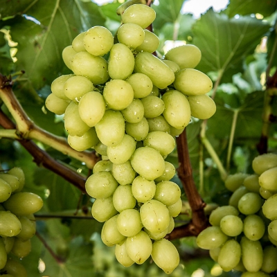 Picture of All Season Grape Seeds- 20 Pcs SeedS