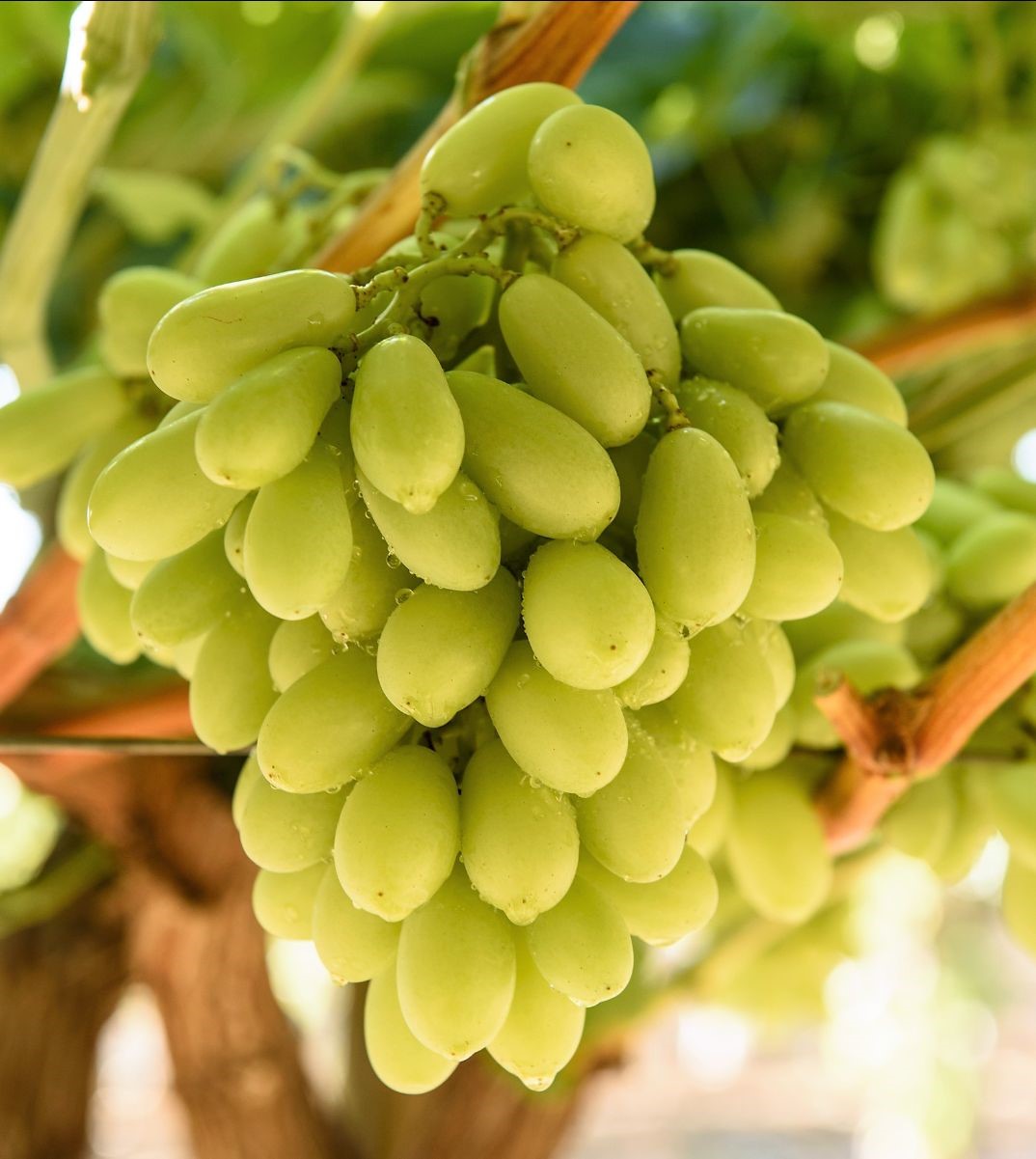 Picture of All Season Grape Seeds- 20 Pcs SeedS