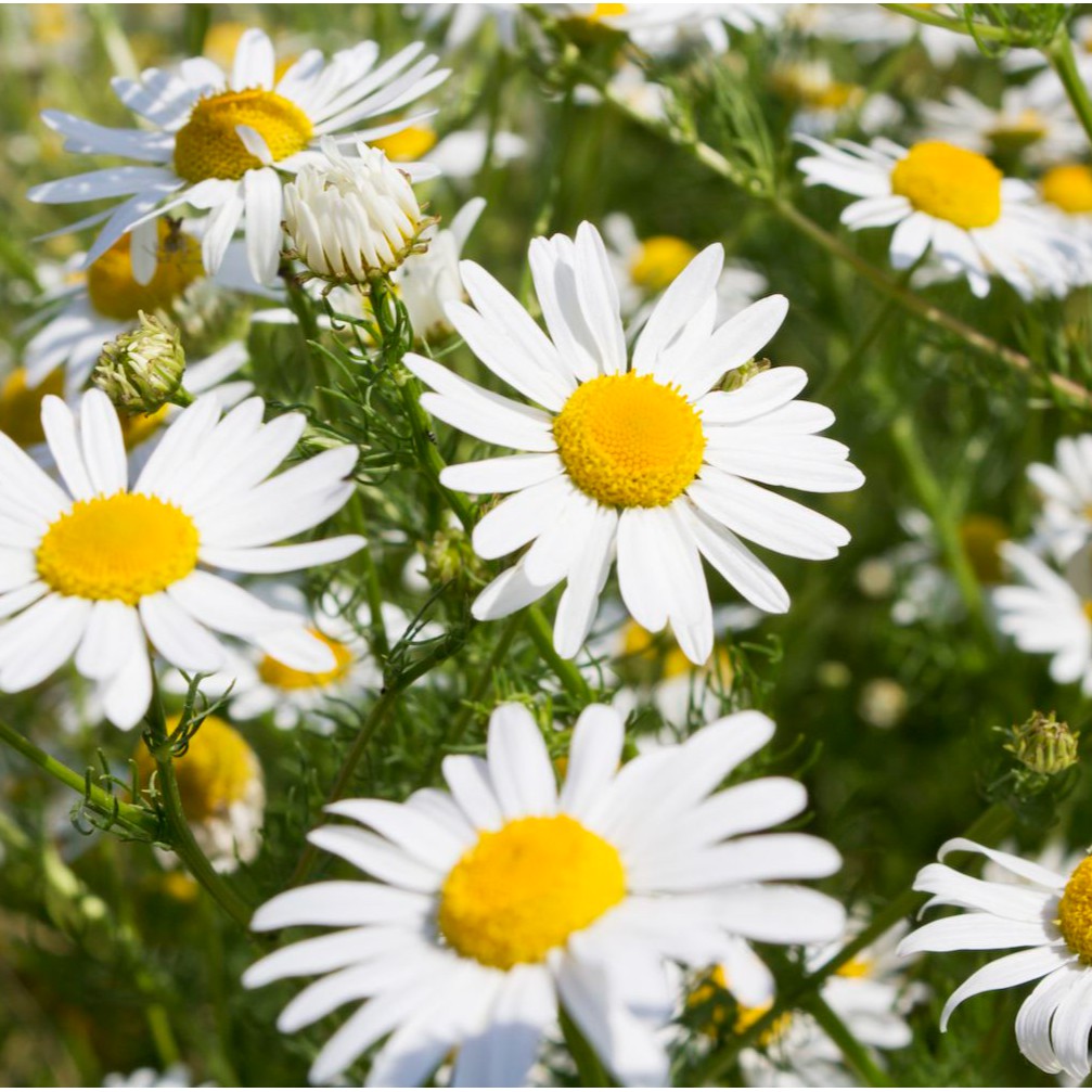 Picture of 20 Pcs Chamomile Flower Bonsai SeedS