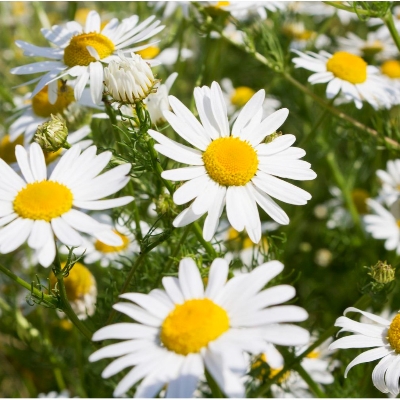 Picture of 20 Pcs Chamomile Flower Bonsai SeedS