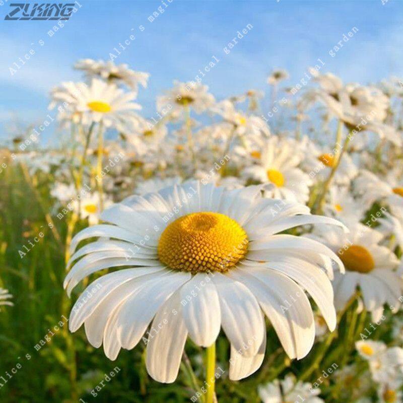 Picture of 20 Pcs Chamomile Flower Bonsai SeedS