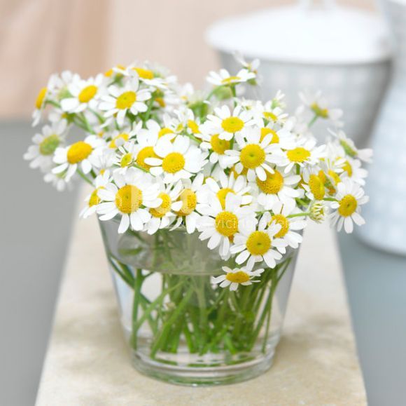 Picture of 20 Pcs Chamomile Flower Bonsai SeedS