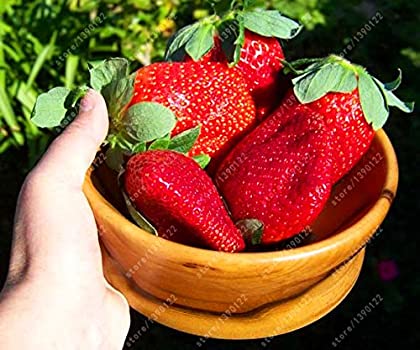 Picture of Giant Japan Strawberry Fruit Bonsai 25+ SeedS