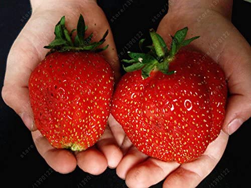 Picture of Giant Japan Strawberry Fruit Bonsai 25+ SeedS