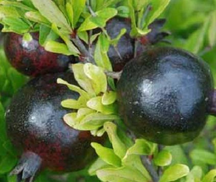 Picture of  Black Pomegranate Bonsai Seeds - 20 Pcs SeedS