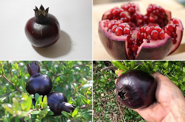 Picture of  Black Pomegranate Bonsai Seeds - 20 Pcs SeedS