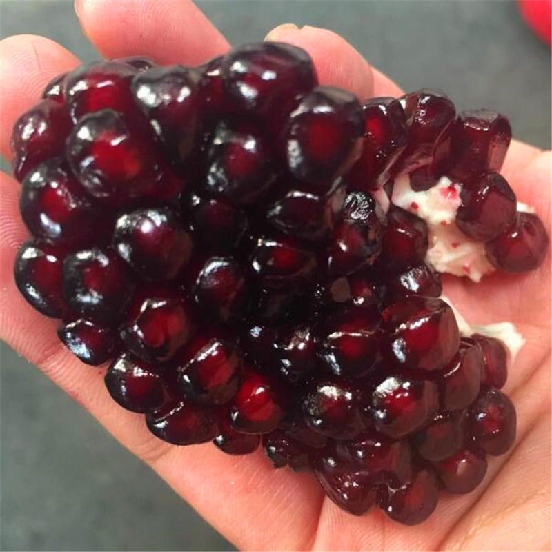 Picture of  Black Pomegranate Bonsai Seeds - 20 Pcs SeedS