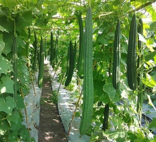 Picture of Shrimp seedS (Intact packet)