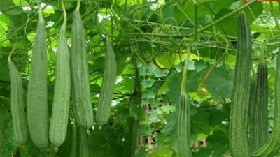 Picture of Shrimp seedS (Intact packet)