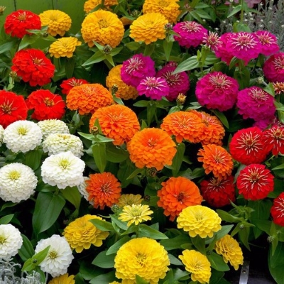 Picture of Global Zinnia Flower Seeds - 20+ Pcs SeedS