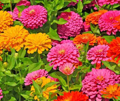 Picture of Global Zinnia Flower Seeds - 20+ Pcs SeedS