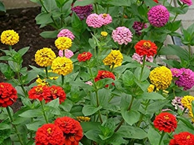 Picture of Global Zinnia Flower Seeds - 20+ Pcs SeedS