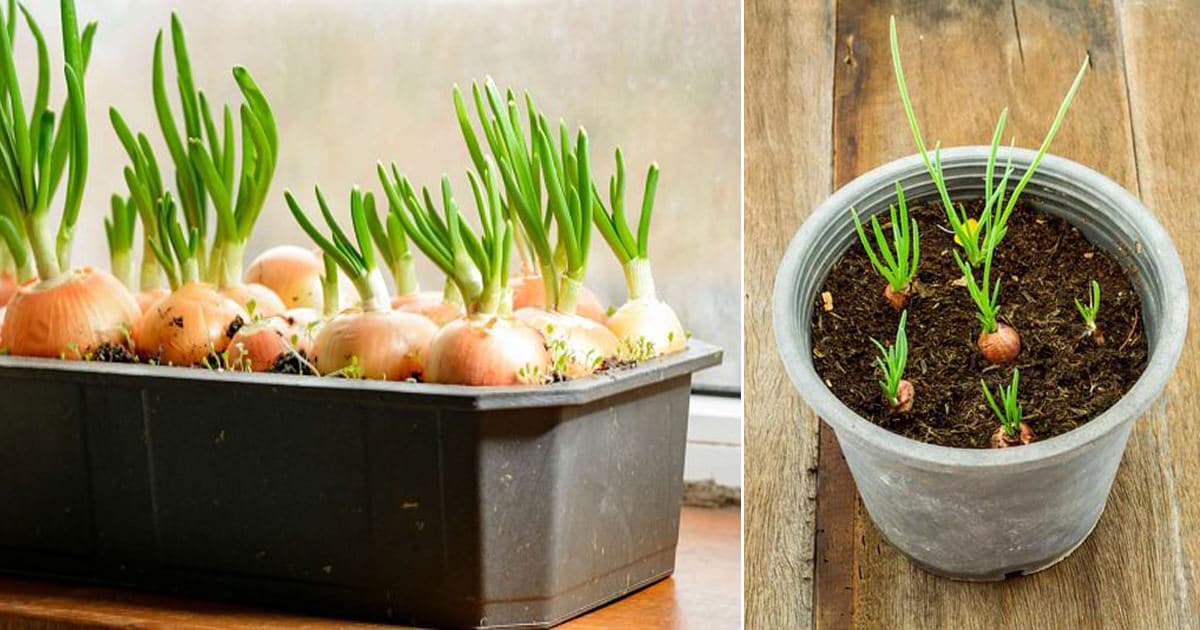 Picture of Onion Seeds  Seeds/ Rooftop gardening/- 100 PcS