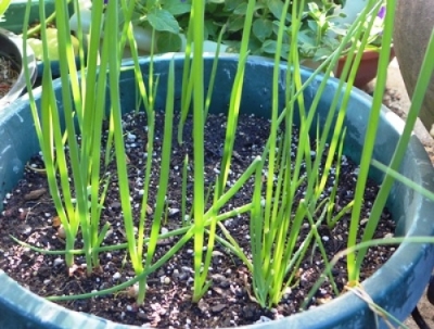 Picture of Onion Seeds  Seeds/ Rooftop gardening/- 100 PcS