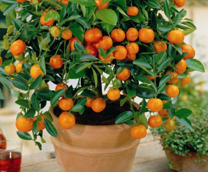 Picture of 10+ Pcs Orange Fruit Tree SeedS- 10 Pcs Seeds (Imported Global Seeds)