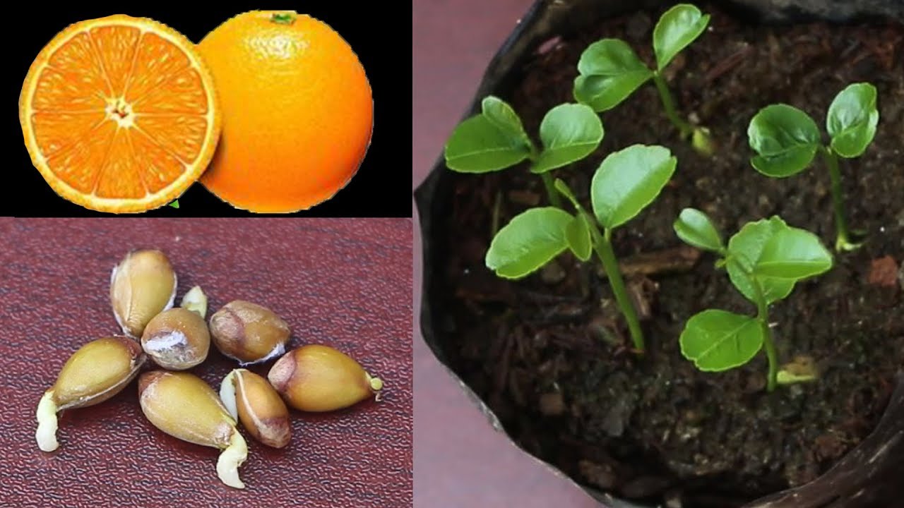 Picture of 10+ Pcs Orange Fruit Tree SeedS- 10 Pcs Seeds (Imported Global Seeds)