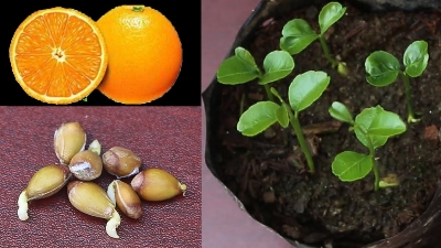 Picture of 10+ Pcs Orange Fruit Tree SeedS- 10 Pcs Seeds (Imported Global Seeds)