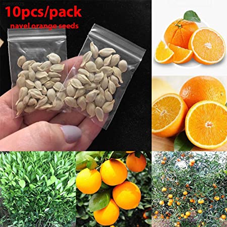 Picture of 10+ Pcs Orange Fruit Tree SeedS- 10 Pcs Seeds (Imported Global Seeds)