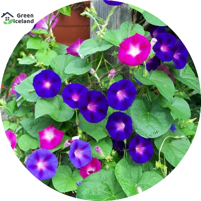 Picture of 15 Pcs Morning Glory Flower Bonsai SeedS