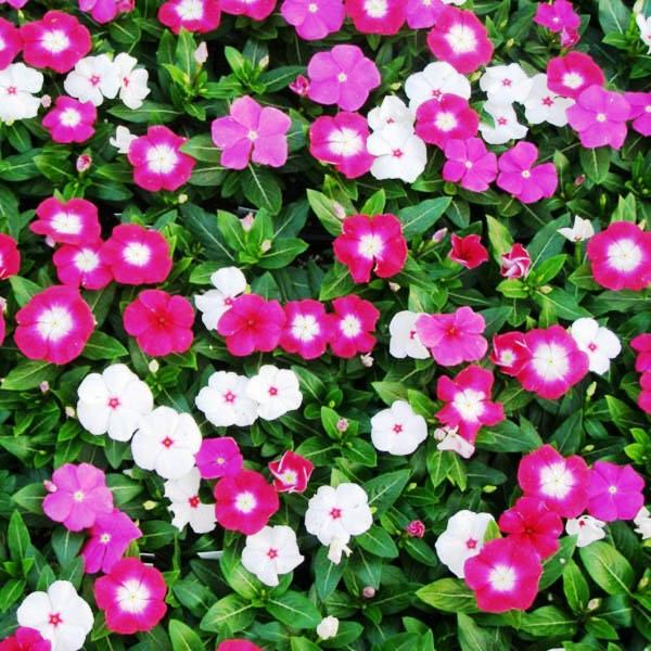Picture of All Season Vinca Flower Seeds - 20 Pcs SeedS