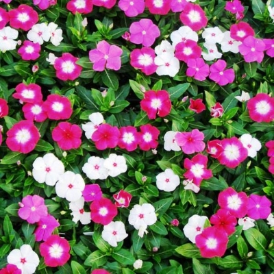 Picture of All Season Vinca Flower Seeds - 20 Pcs SeedS