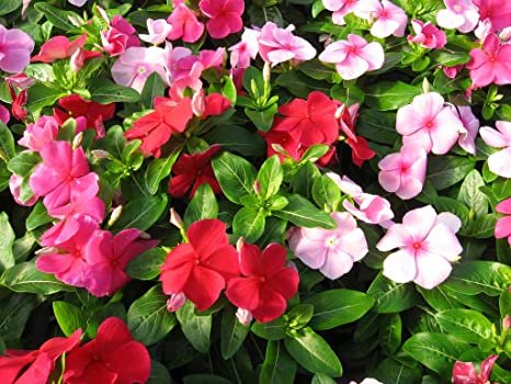 Picture of All Season Vinca Flower Seeds - 20 Pcs SeedS