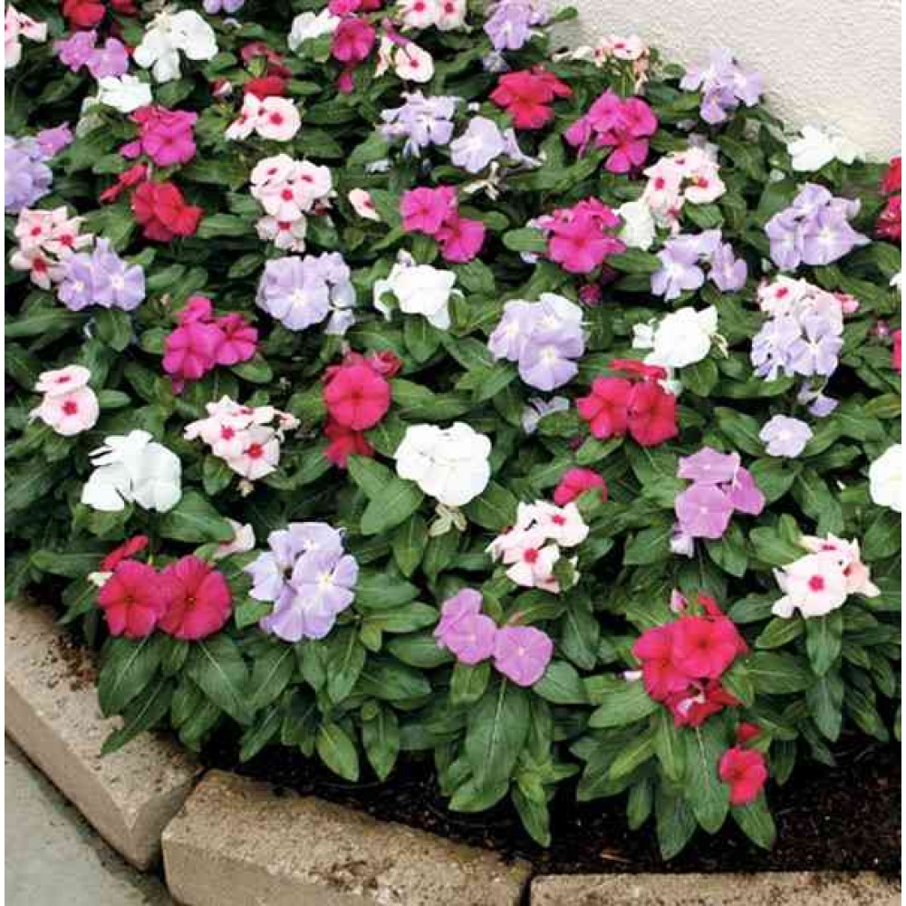 Picture of All Season Vinca Flower Seeds - 20 Pcs SeedS