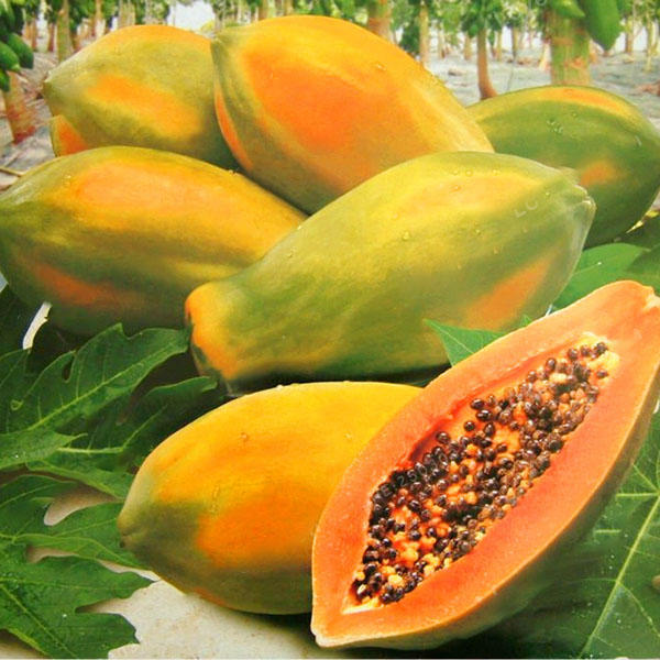 Picture of 10 Pcs Yellow Gold Papaya SeedS- 10 Pcs Seeds ( Imported Global Seeds )