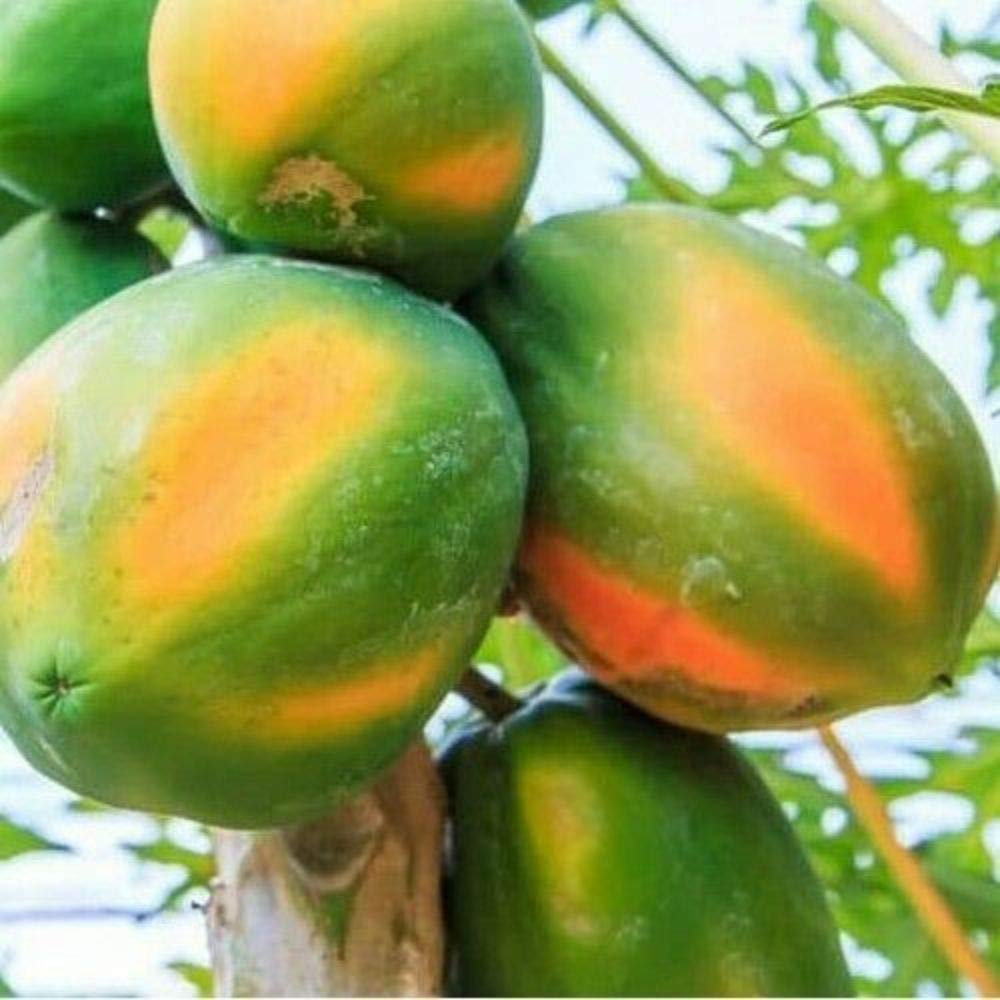 Picture of 10 Pcs Yellow Gold Papaya SeedS- 10 Pcs Seeds ( Imported Global Seeds )