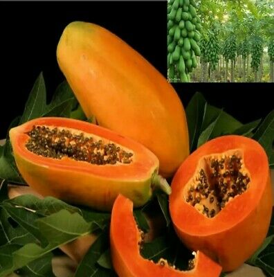 Picture of 10 Pcs Yellow Gold Papaya SeedS- 10 Pcs Seeds ( Imported Global Seeds )