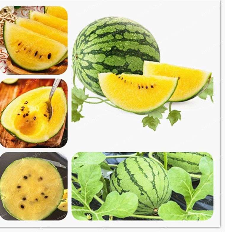 Picture of All Season Yellow watermelon Bonsai Seeds - 10 Pcs SeedS