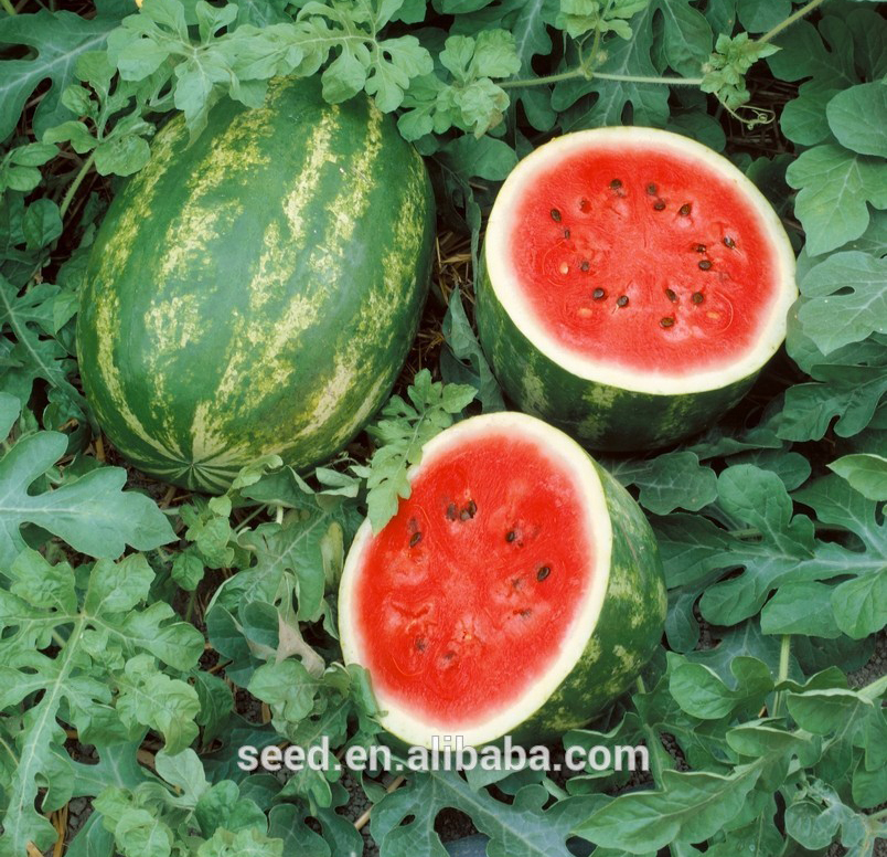 Picture of Watermelon SeedS  - 10 Pcs SeedS