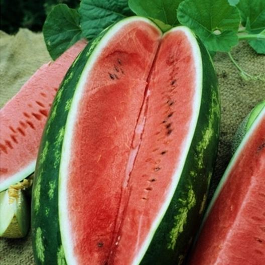 Picture of Watermelon SeedS  - 10 Pcs SeedS