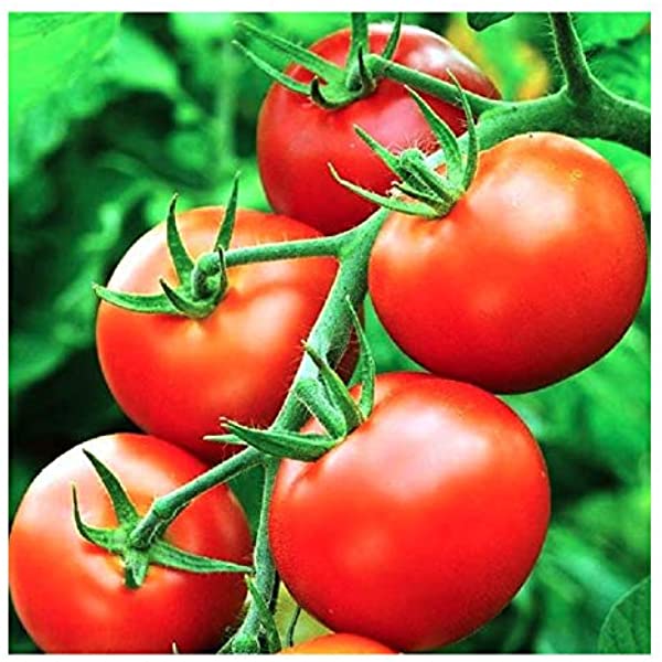 Picture of All Season Delicious Tomato SeedS - 20 Pcs SeedS