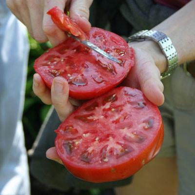 Picture of All Season Delicious Tomato SeedS - 20 Pcs SeedS