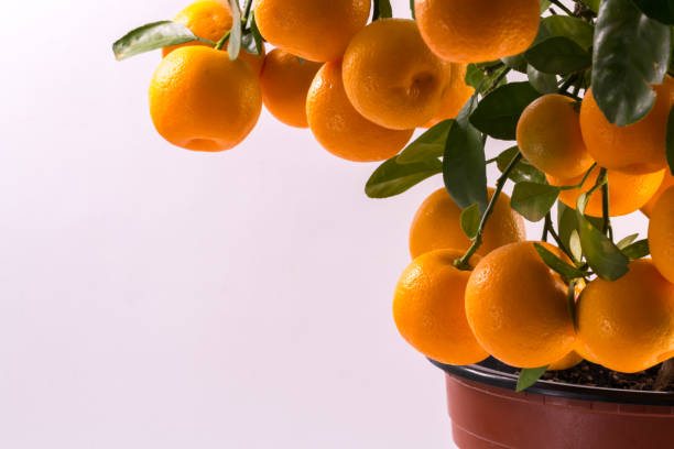 Picture of Bonsai Orange Fruit Tree Seeds- 10 Pcs SeedS