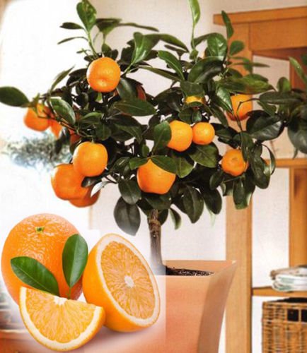 Picture of Bonsai Orange Fruit Tree Seeds- 10 Pcs SeedS