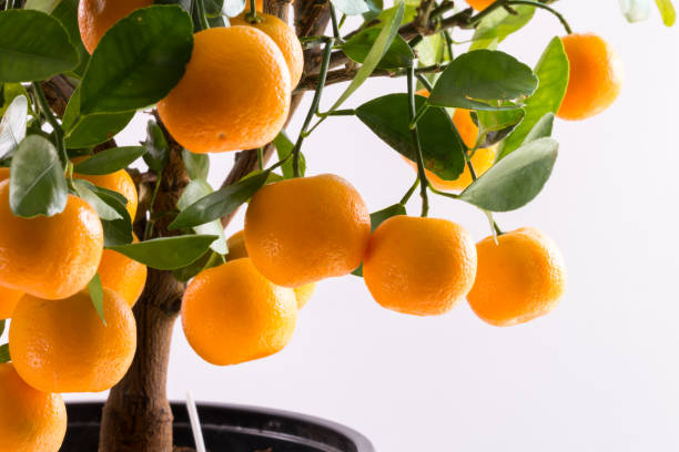 Picture of Bonsai Orange Fruit Tree Seeds- 10 Pcs SeedS