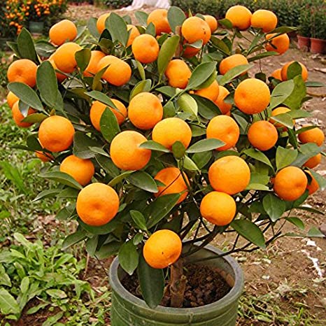Picture of Bonsai Orange Fruit Tree Seeds- 10 Pcs SeedS