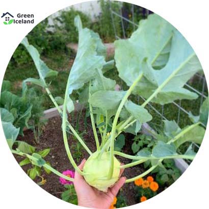 Picture of deshi organic Kohlrabi Vegetables Seeds - 30 Pcs SeedS