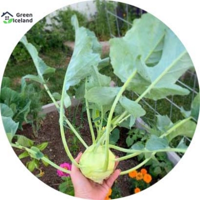 Picture of deshi organic Kohlrabi Vegetables Seeds - 30 Pcs SeedS