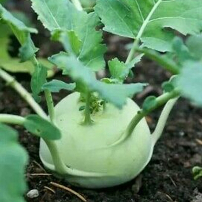 Picture of deshi organic Kohlrabi Vegetables Seeds - 30 Pcs SeedS
