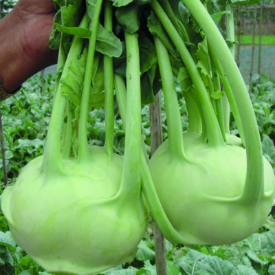 Picture of deshi organic Kohlrabi Vegetables Seeds - 30 Pcs SeedS