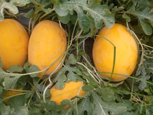 Picture of 10 Pcs Small Yellow watermelon Bonsai SeedS