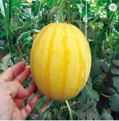 Picture of 10 Pcs Small Yellow watermelon Bonsai SeedS