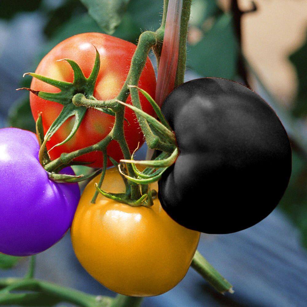 Picture of All Season Rainbow Tomato Bonsai Seeds - 30 Pcs SeedS
