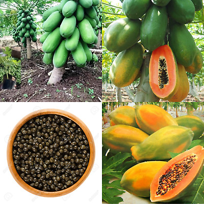 Picture of 10 Pcs Beautiful Yellow Gold Papaya SeedS  All Season